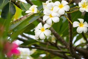 fleur de frangipanier blanc plumeria alba avec des feuilles vertes photo