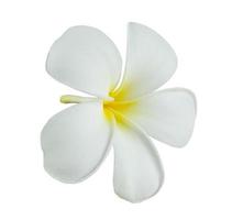 fleur de frangipanier blanc isolé sur fond blanc photo