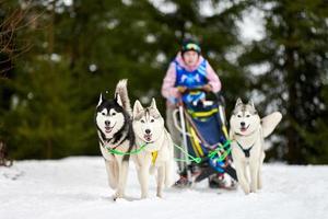 course de chiens de traîneau husky photo