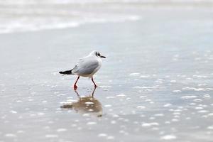 mouette à tête noire sur la côte, le sable et l'eau photo