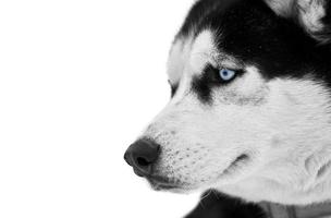 visage de chien de traîneau husky, isolé photo