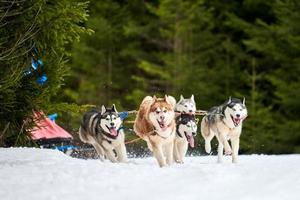 course de chiens de traîneau husky photo