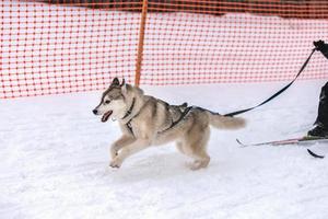 courses de chiens de traîneau. équipe de chiens de traîneau husky en course de harnais et conducteur de chien de traction. compétition de championnat de sports d'hiver. photo