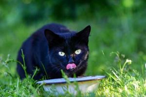 un chat noir aux yeux verts est assis dans l'herbe verte et se lèche les lèvres, à côté d'une tasse de lait. photo