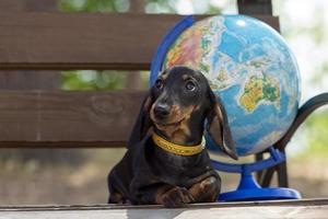 portrait d'un jeune chien mignon teckel porsy et d'un globe sur fond de nature. le concept de tourisme et de voyage. photo