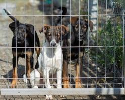 portrait de trois chiots derrière la clôture. le concept d'un refuge pour animaux et l'espoir photo