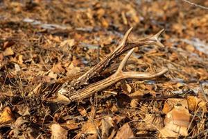 cornes de chevreuil sur les feuilles tombées sur le sol dans la forêt. photo