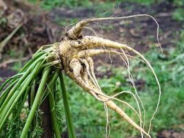 culture de racines de carottes blanches, de nombreuses pousses sur un légume. le concept de la récolte d'automne photo
