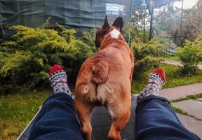 le concept de loisirs de plein air avec animaux de compagnie, hygge et loisirs - jambes en chaussettes de laine et bouledogue français sur fond flou d'herbe verte. et les genévriers. photo