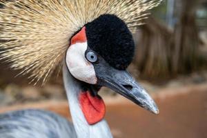 portrait de la belle grue couronnée orientale. se concentrer sur les yeux photo