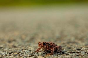 gros plan sur une jolie petite grenouille assise sur le sol photo