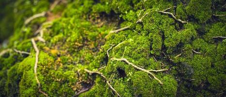 mousse verte naturelle sur le rocher photo