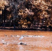 grues sur l'eau photo