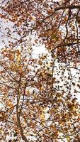 la belle vue d'automne avec les feuilles colorées sur l'arbre de la ville photo