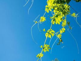 les pousses et les fleurs du potiron sur le fond sont un ciel bleu vif. photo