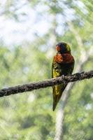 trichoglossus haematodus haematodus lori arc-en-ciel, un oiseau qui a une très belle combinaison de couleurs mexique photo