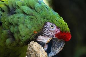 amazona viridigenalis, un portrait de perroquet à front rouge, posant et mordant, bel oiseau au plumage vert et rouge, mexique photo