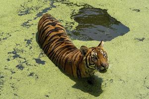 Tigre du Bengale, Panthera tigris tigris, nager pour se rafraîchir, beau grand félin, Mexique, photo