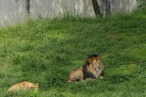 lion et lionne assis reposant sur l'herbe, zoo mexique