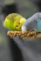 oiseau perruche mangeant des graines debout sur un fil, fond avec bokeh, bel oiseau coloré, mexique photo