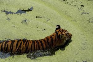 Tigre du Bengale, Panthera tigris tigris, nager pour se rafraîchir, beau grand félin, Mexique, photo