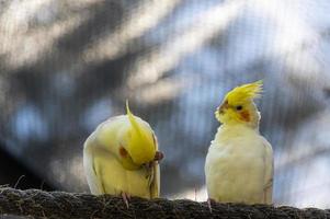 nymphicus hollandicus, oiseau coloré avec bokeh en arrière-plan, nymphe jaune et grise, très beau chant, mexique photo