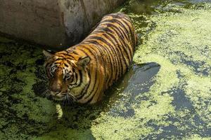 panthera tigris tigris, tigre du bengale me regardant directement, au-dessus de l'eau avec une végétation verte, mexique photo