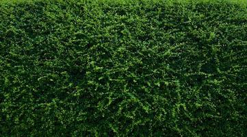 petites feuilles vertes sur fond de texture de mur de haie. plante de haie verte en gros plan dans le jardin. mur de haie écologique à feuilles persistantes. toile de fond naturelle. beauté dans la nature. feuilles vertes avec papier peint à motif naturel. photo