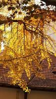 la belle vue sur la ville avec les feuilles d'automne jaunes et les vieux bâtiments sous la chaude lumière du soleil d'automne photo