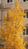 la belle vue d'automne avec les feuilles colorées sur l'arbre de la ville photo