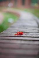 pétale tombant de la fleur de poinciana royale photo