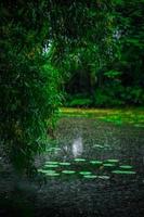 branche d'arbre flottant dans le lac aux nénuphars photo