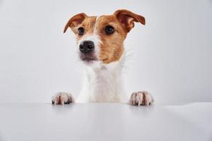 chien jack russell terrier avec pattes sur la table. portrait de chien mignon photo