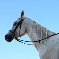 cheval sur ciel bleu photo