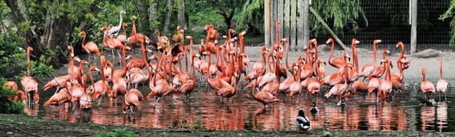 une vue de quelques flamants roses photo