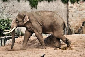 une vue d'un éléphant photo