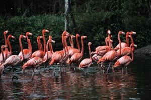 une vue de quelques flamants roses photo