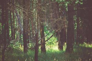 forêt de pins le matin filtré photo