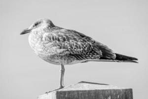 belle mouette sur la plage photo