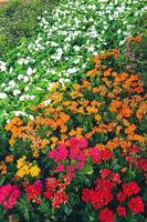 kalanchoe blossfeldiana est également connue sous le nom de katie flamboyante en raison de ses belles fleurs orange vif et durables. photo