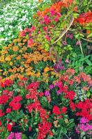 kalanchoe blossfeldiana est également connue sous le nom de katie flamboyante en raison de ses belles fleurs orange vif et durables. photo