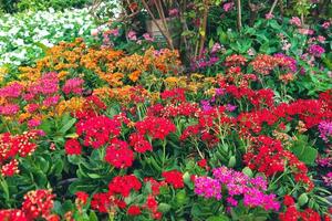 kalanchoe blossfeldiana est également connue sous le nom de katie flamboyante en raison de ses belles fleurs orange vif et durables. photo