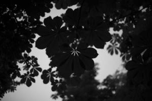 feuilles de châtaignier le soir. châtaignier dans le parc après le coucher du soleil. silhouette de feuilles. photo