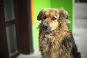 chien errant aux cheveux bruns. vieux chien dans la rue. photo