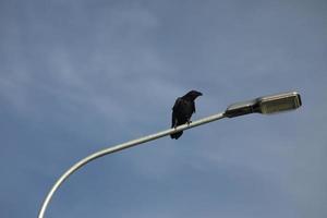 le corbeau est assis sur le poteau. le corbeau noir est assis sur un réverbère. détails de la vie des oiseaux. photo
