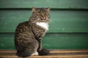 chat avec les yeux fermés. beau chat est assis sur un banc. animal dans la rue. photo