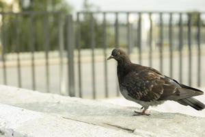 pigeon malade. oiseau de la ville. photo