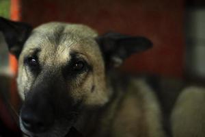 portrait de chien. chien au nez noir. photo