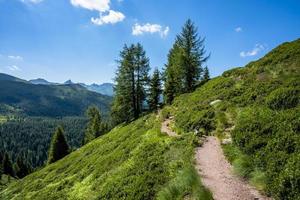 2022 07 03 sentier valcampelle et pin photo