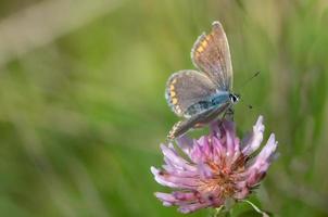 un bleu brun est assis sur une fleur fanée de trèfle sauvage en automne, sur un fond vert dans la nature. photo